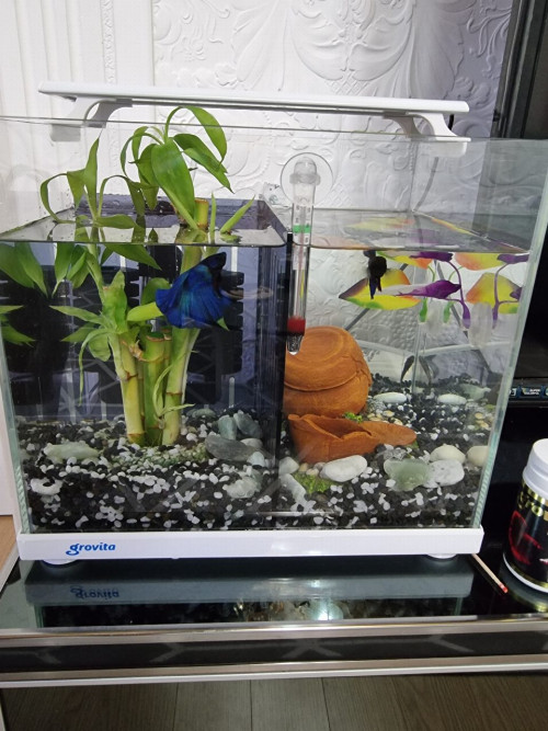 어항 칸막이(수조 칸막이) 세로 타공판 - 아크릴 수족관 베타 부화통 레이저 타공 구피 새우 가재 리뷰 사진 2 - le 님